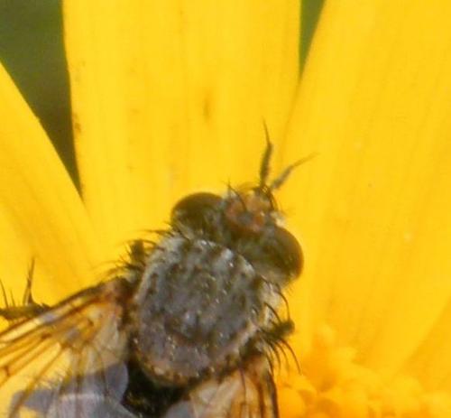 Exorista larvarum
